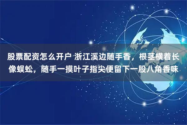 股票配资怎么开户 浙江溪边随手香，根茎横着长像蜈蚣，随手一摸叶子指尖便留下一股八角香味